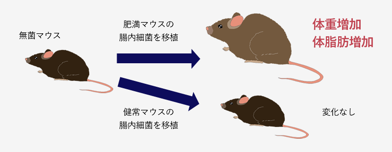 腸内フローラ ペットフードのスマック